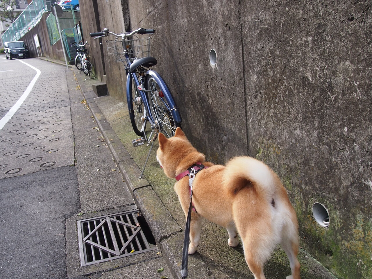 长城防线崩碎鹿角!乔治全能秀导演20分大逆转