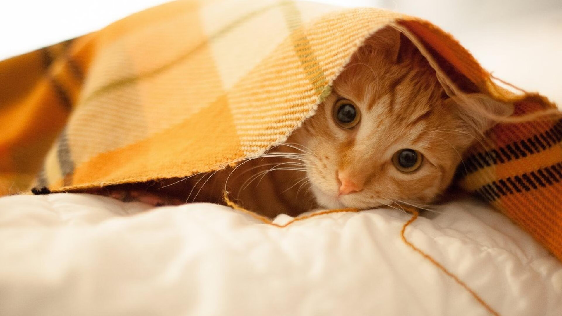 东方试炼场，当中国红邂逅蓝桥铁卫，斯通斯在跨文化焦点战中完成自我正名