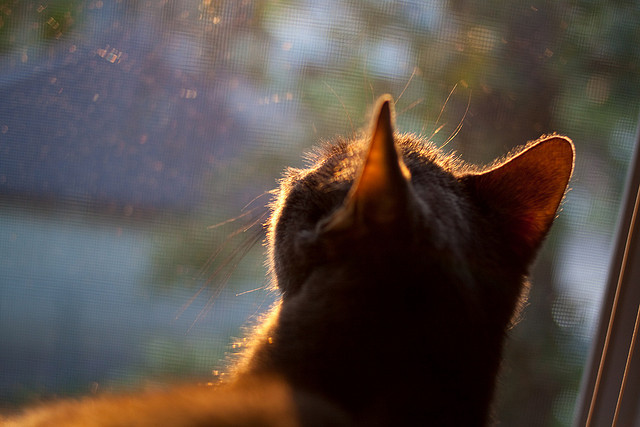 强信号覆盖全场，劳塔罗在新西兰对阵秘鲁一役中，定义何为无法屏蔽的存在感