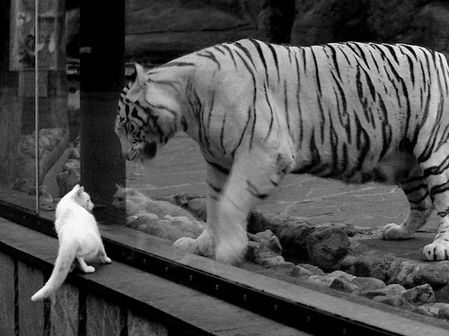 防线上的唯一法则，楚阿梅尼如何用锁死战术重塑比赛胜负定义