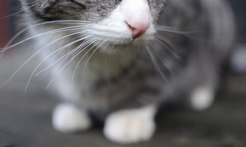 凯恩,灯塔之光穿透乌克兰风暴,丹麦书写欧国联闪电战传奇