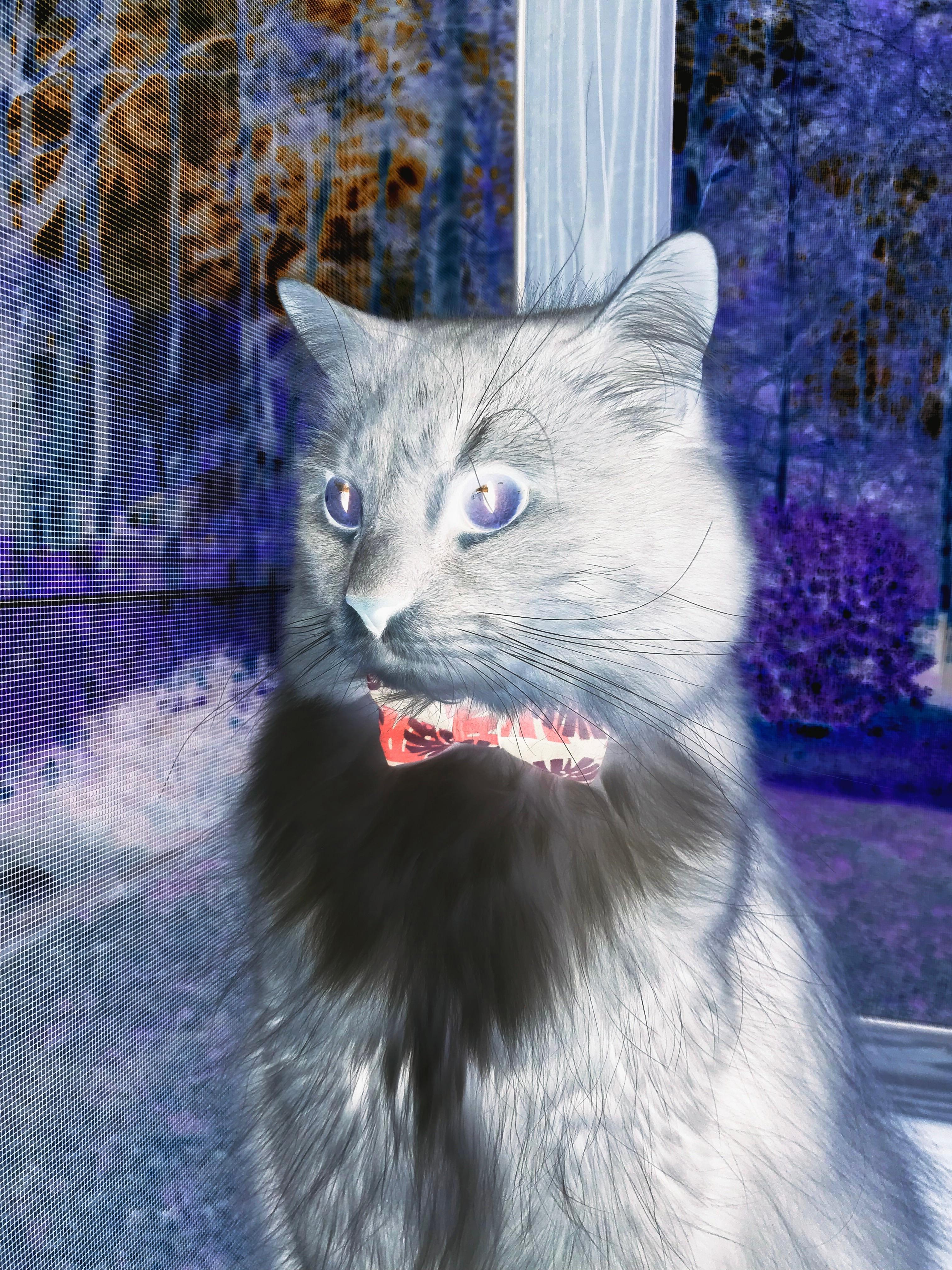 绿茵东决!桑巴闪电如何斩落蓝色巨人?