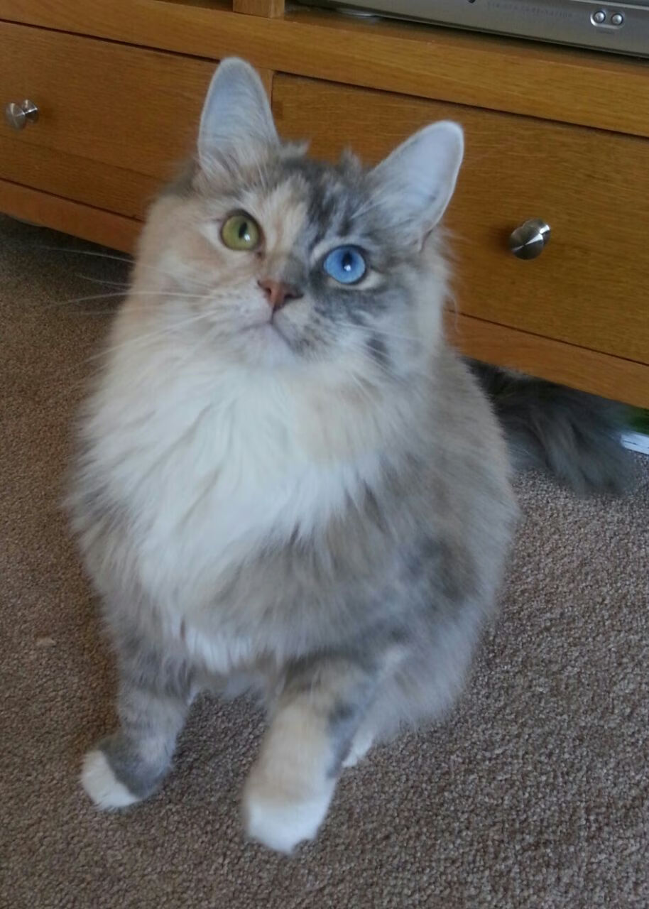 冰与火的唯一性，当马刺的绞索遇上F1的刀锋