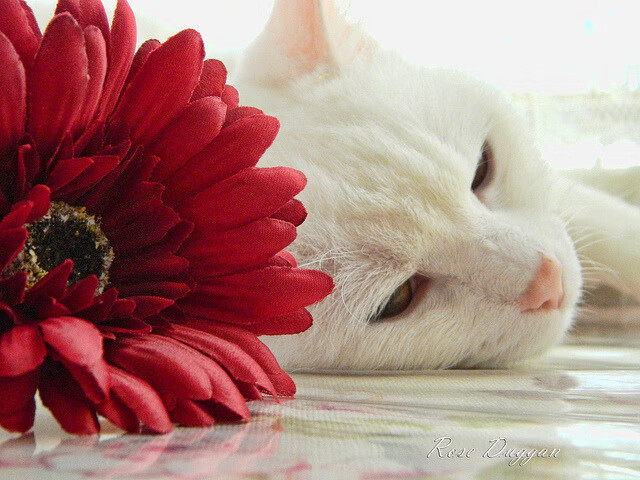 十年如一日的精准,与一秒定生死的绝杀,布伦森的稳定与灰熊的血性