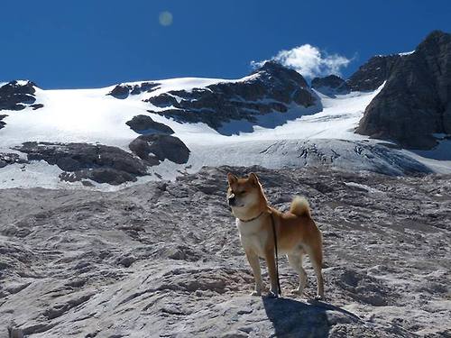 横跨太平洋的篮球对话,西亚卡姆如何编织篮网胜利乐章?