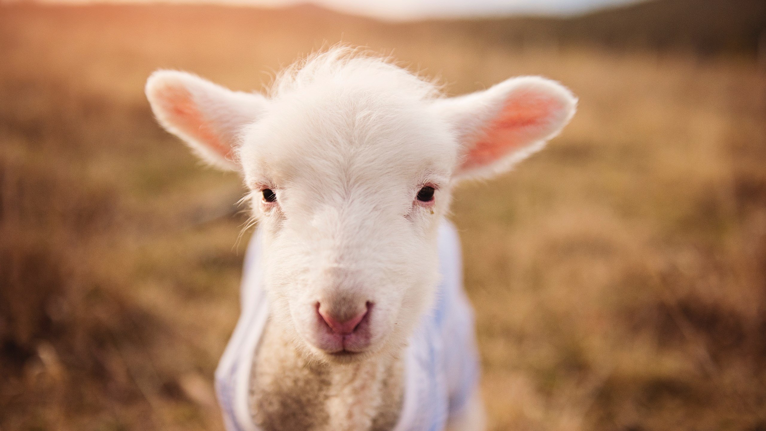 一剑封喉,卡瓦哈尔在奥运关键战之夜的破晓时分