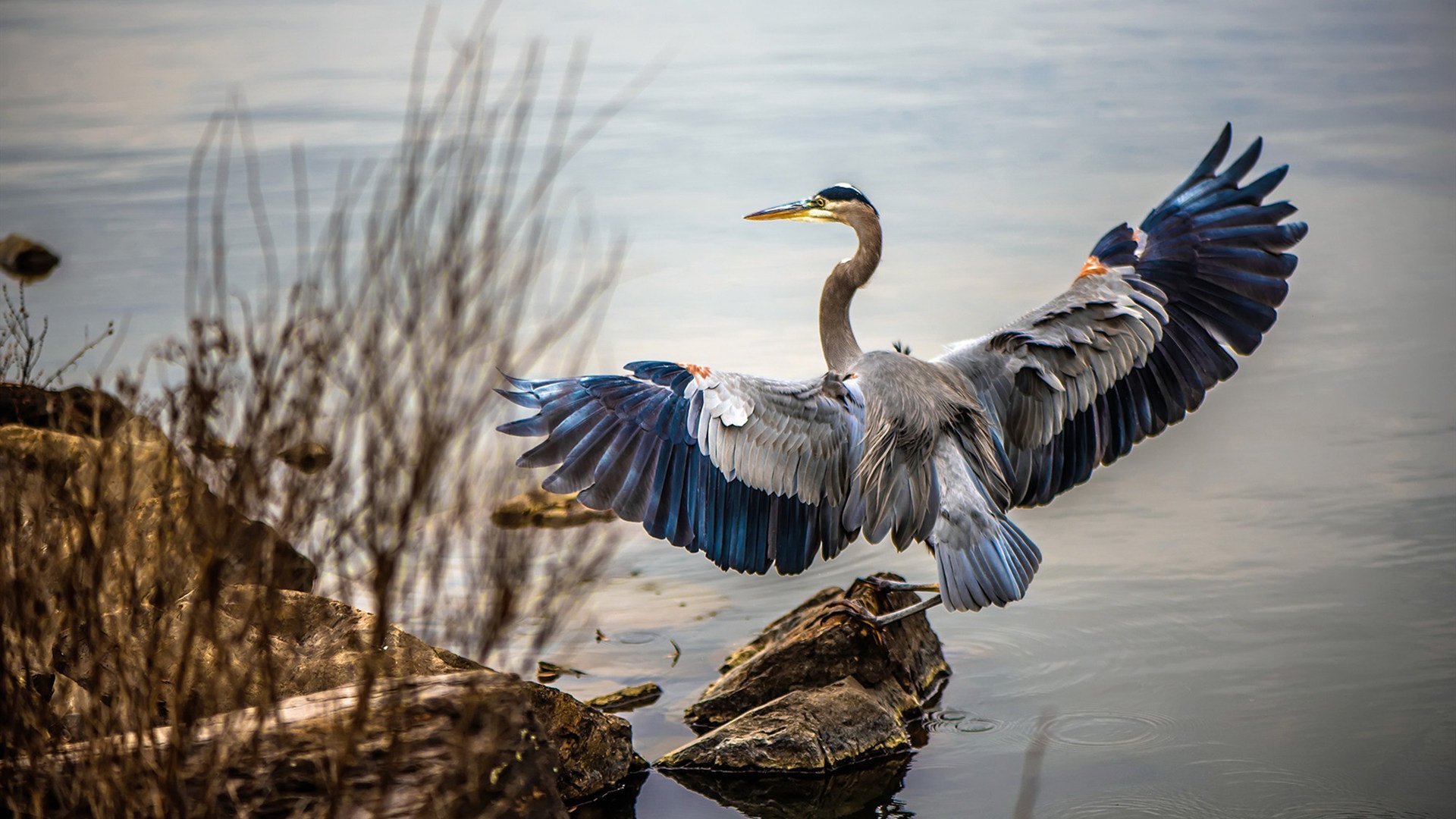 从南半球奇迹到全球焦点，亚特兰大制霸新西兰，若日尼奥一锤定音成为关键先生