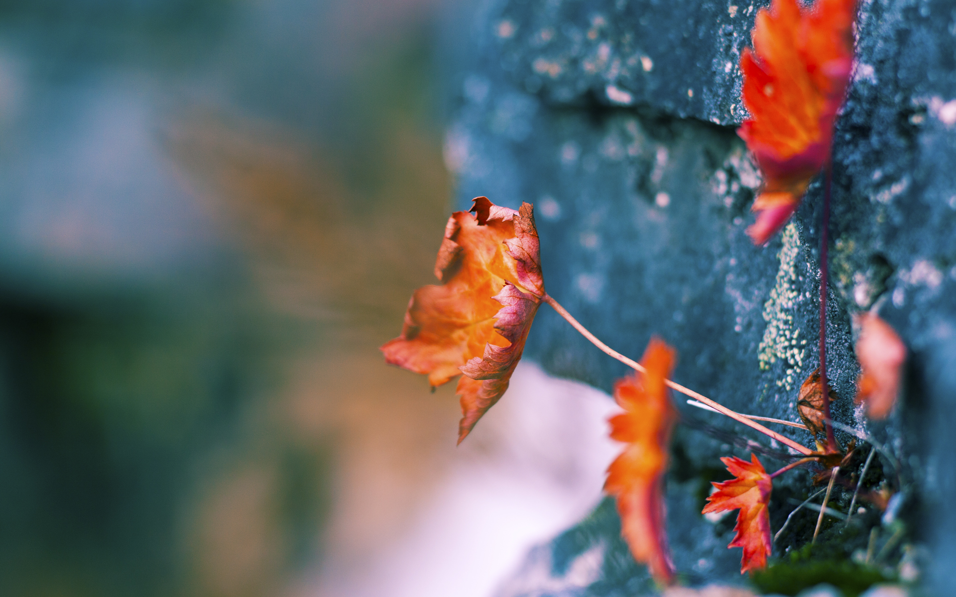 篮球场上的瞬间艺术,马刺单节拉开篮网,利拉德压力下完成爆发