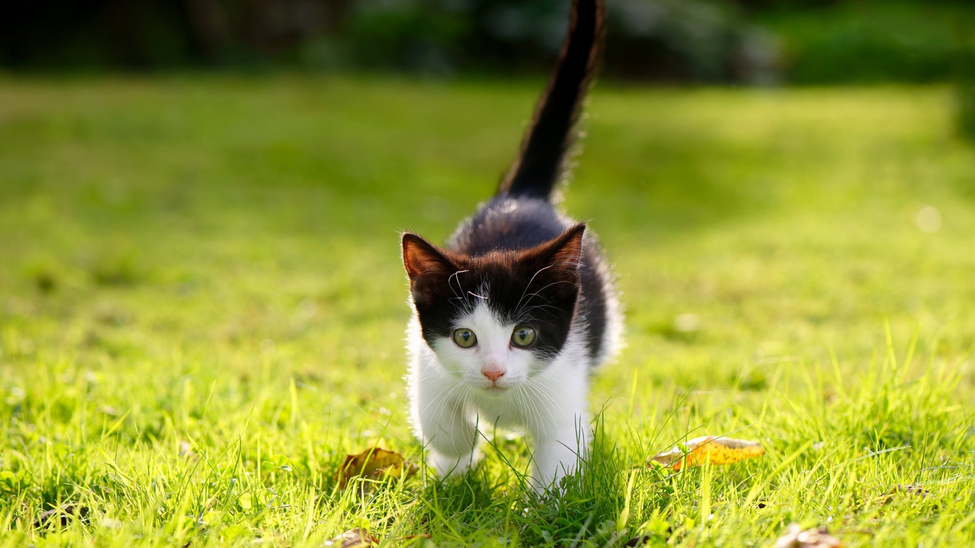 赖斯爆发！那不勒斯生死战力克土耳其劲旅，晋级之路重现曙光