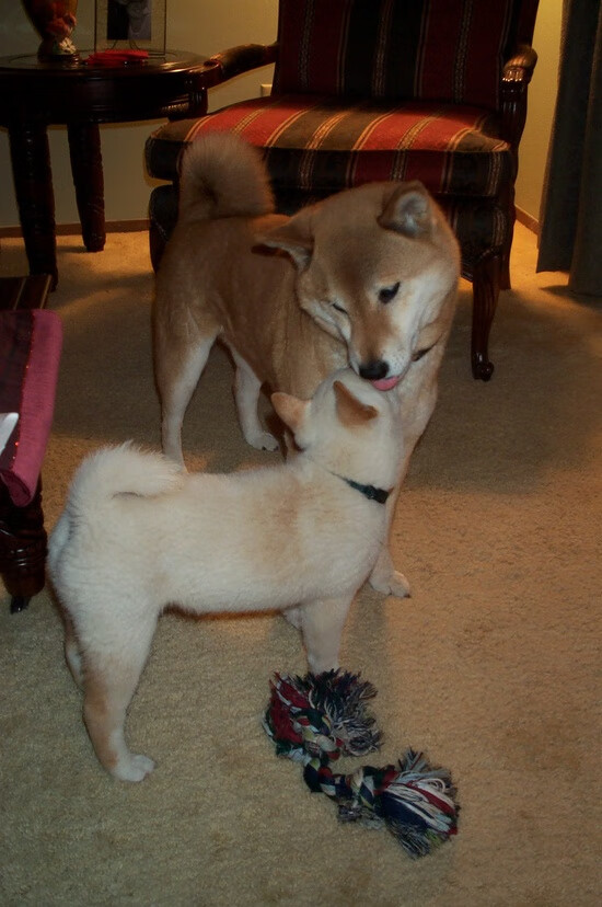 淬火之夜，委内瑞拉的骨血防线如何窒息韩国篮球